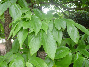 Flowering Dogwood green leaves